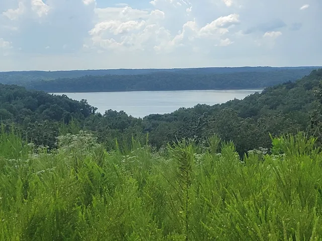 a view of a lush green field with lots of bushes