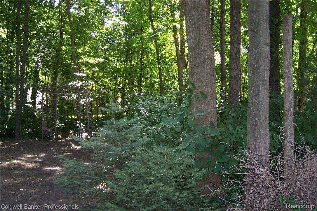 19806 Merriman Road Livonia, MI 48152 - Photo 9 of 11 Wooded back yard