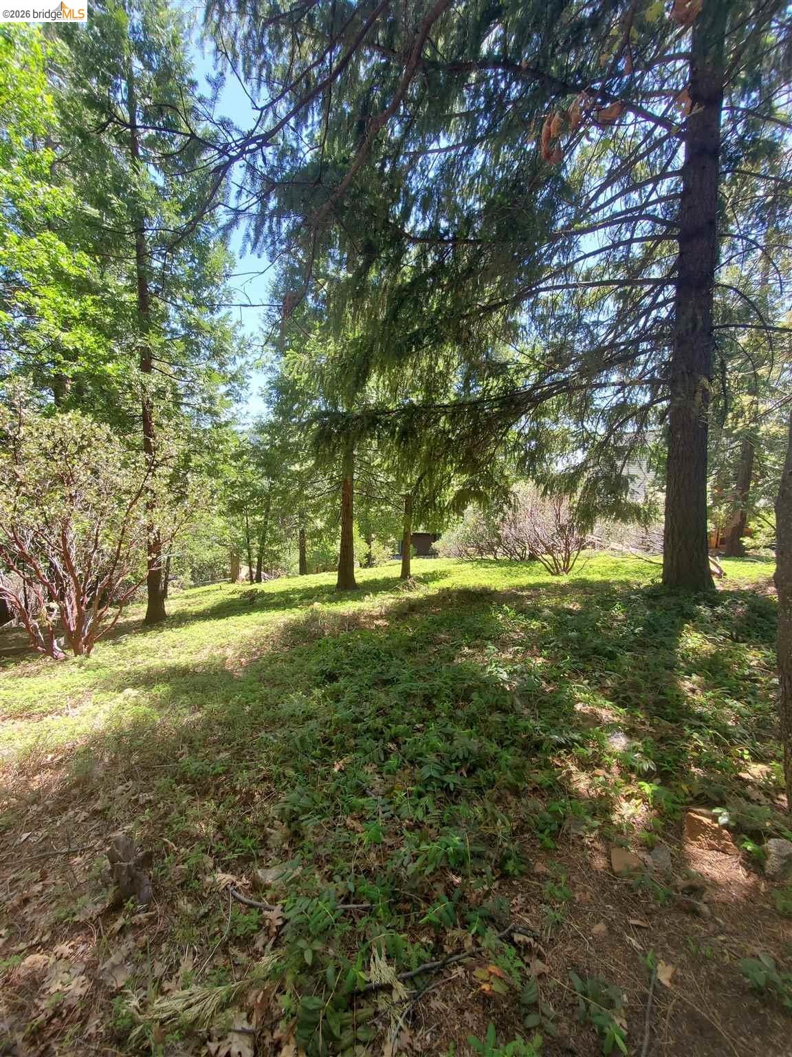 20922 Muheli Road Mi Wuk Village, CA 95346 - Photo 2 of 2 a view of yard with tree and green space