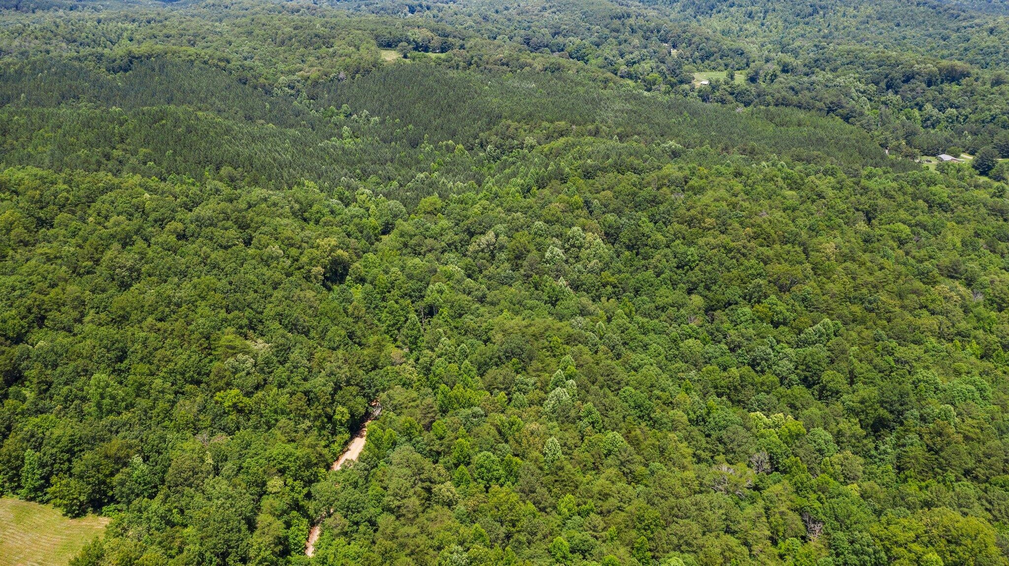 505 Horns Creek Road Old Fort, TN 37362 - Photo 4 of 7 a view of a lush green forest
