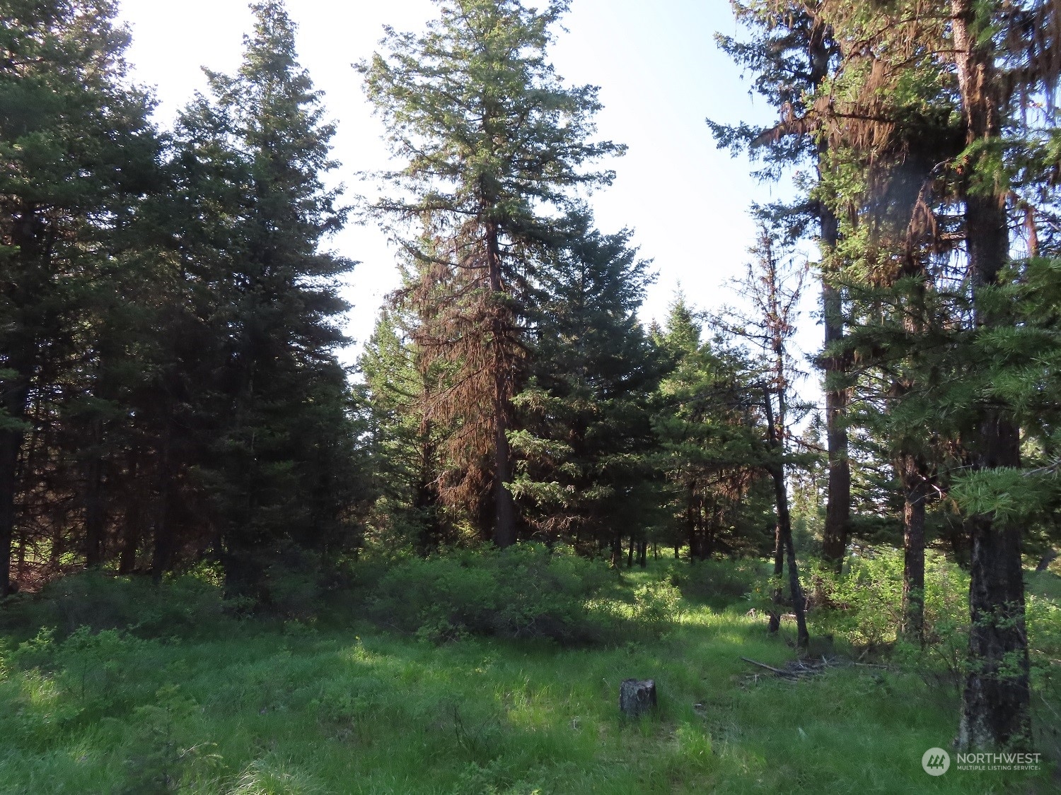 a green field with lots of trees