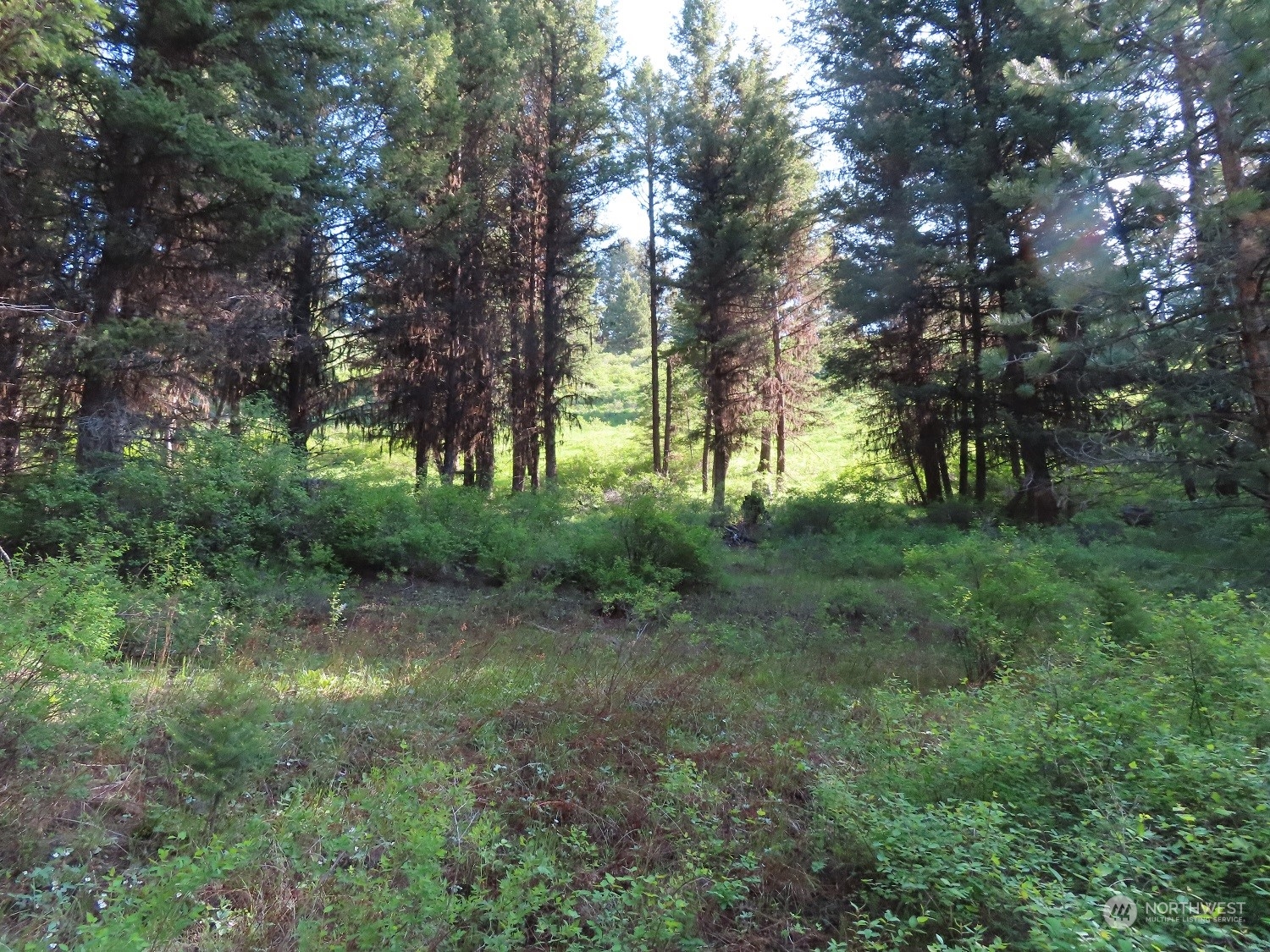383 Pontiac Ridge Road Oroville, WA 98844 - Photo 13 of 32 a view of a lush green forest