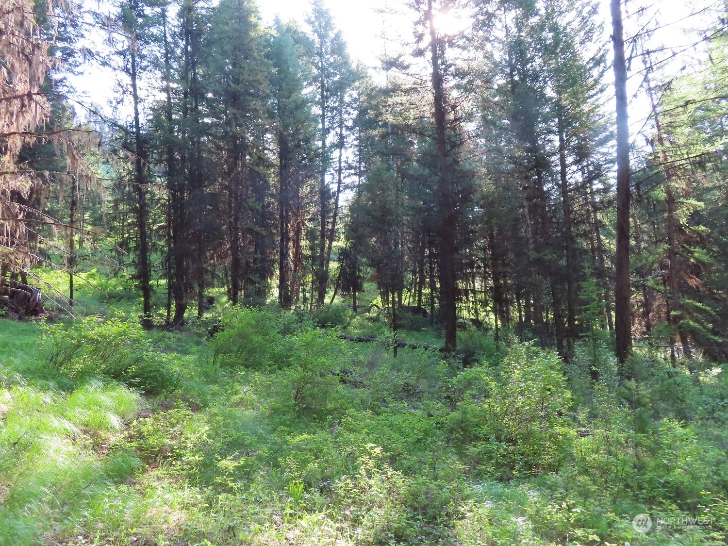 383 Pontiac Ridge Road Oroville, WA 98844 - Photo 14 of 32 a view of outdoor space and green space