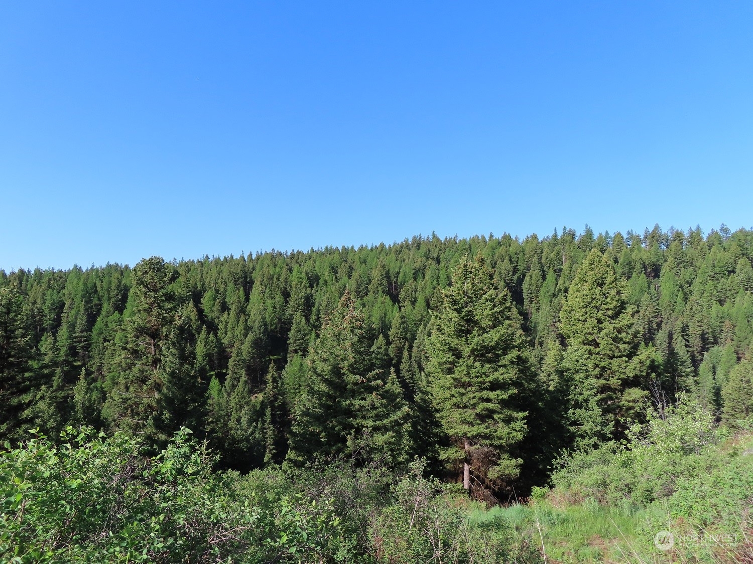 383 Pontiac Ridge Road Oroville, WA 98844 - Photo 15 of 32 a view of a green field