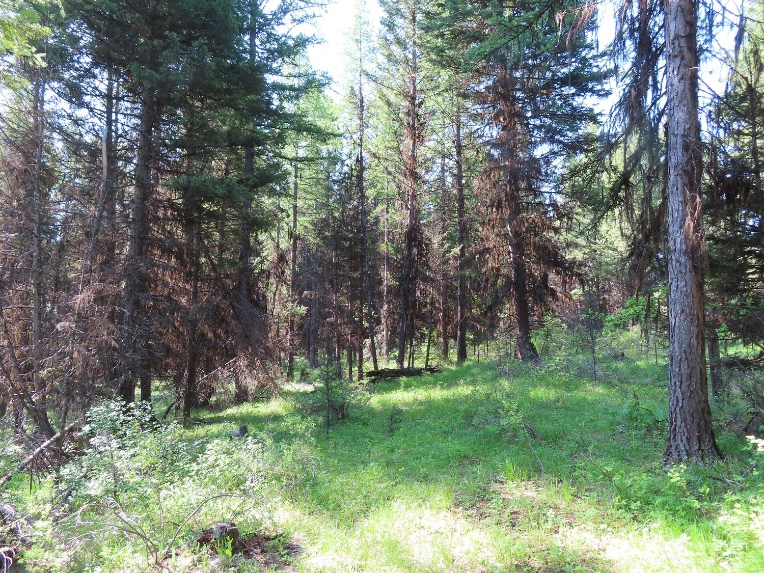 383 Pontiac Ridge Road Oroville, WA 98844 - Photo 16 of 32 a big yard with lots of green space and plants