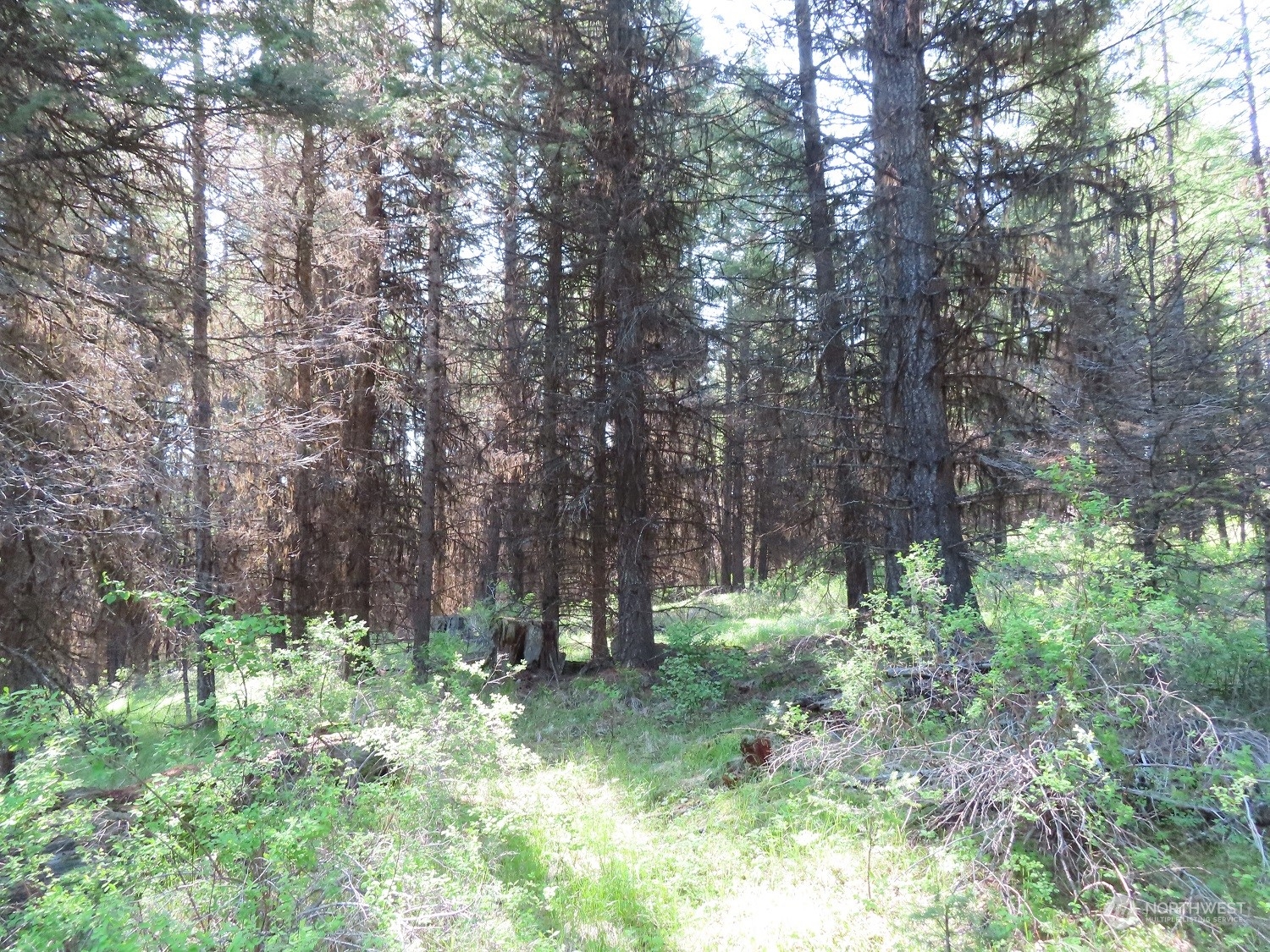 383 Pontiac Ridge Road Oroville, WA 98844 - Photo 17 of 32 a backyard of a house with lots of green space and outdoor seating