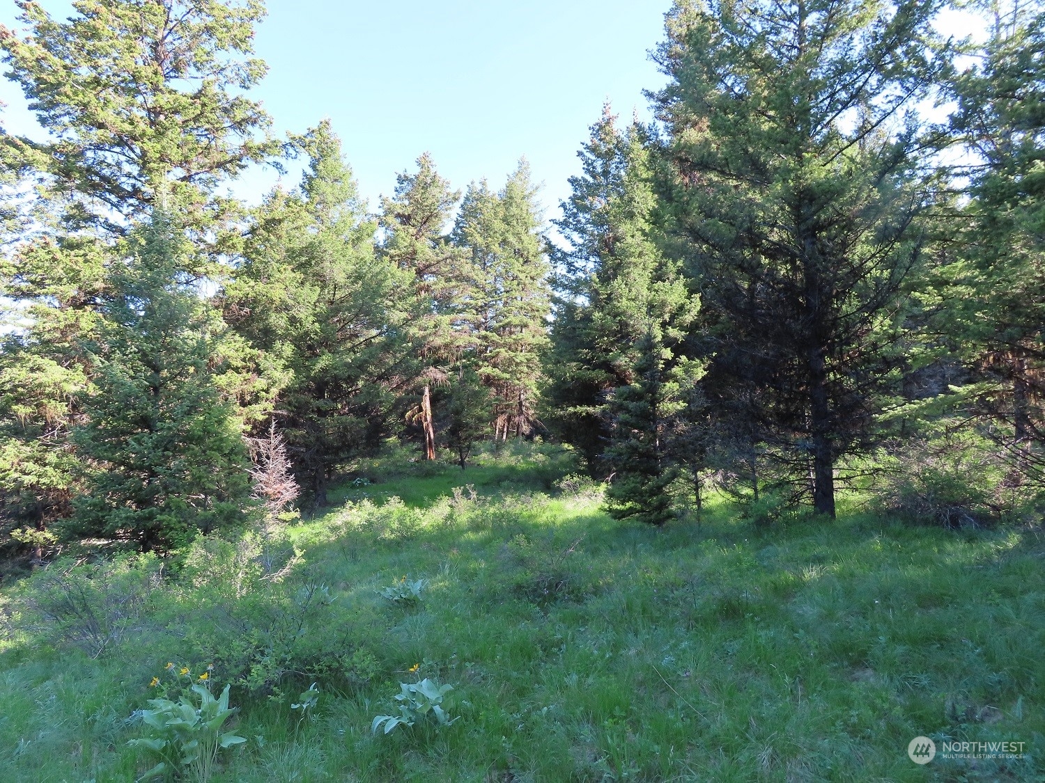 383 Pontiac Ridge Road Oroville, WA 98844 - Photo 18 of 32 a view of a lush green space