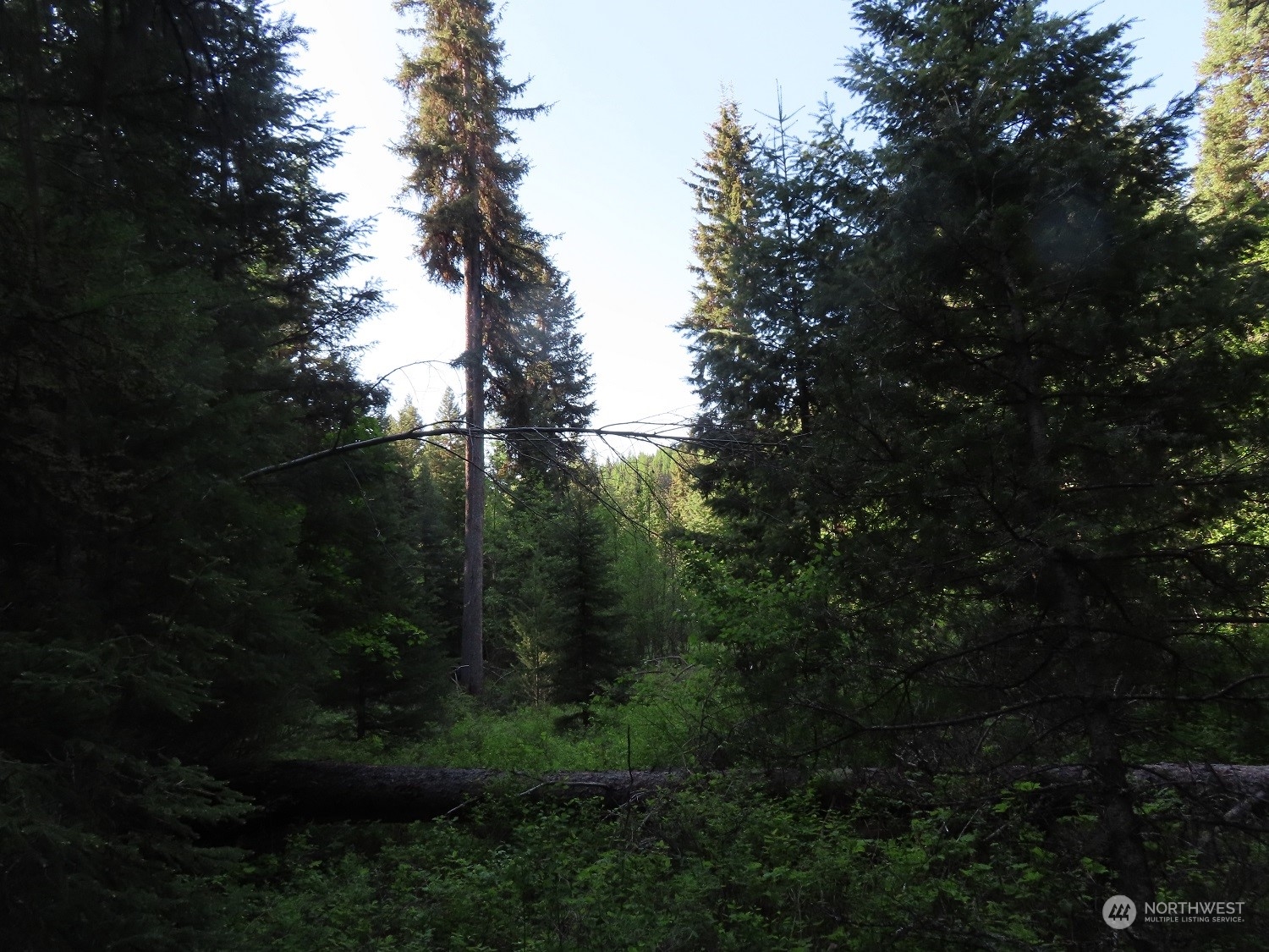 383 Pontiac Ridge Road Oroville, WA 98844 - Photo 19 of 32 a view of outdoor space and yard