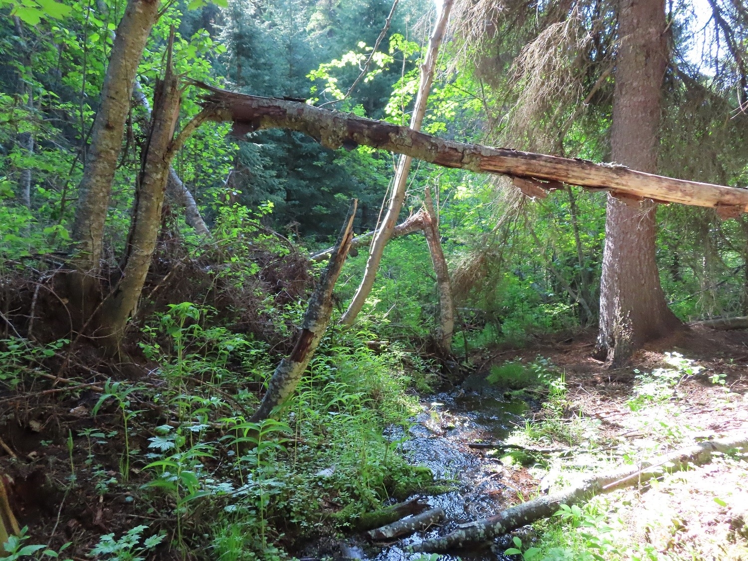 383 Pontiac Ridge Road Oroville, WA 98844 - Photo 20 of 32 a view of a forest with a tree