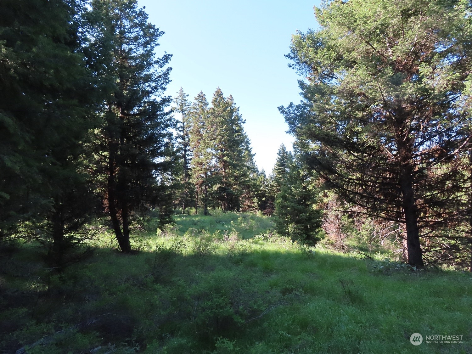 383 Pontiac Ridge Road Oroville, WA 98844 - Photo 2 of 32 a view of outdoor space and yard