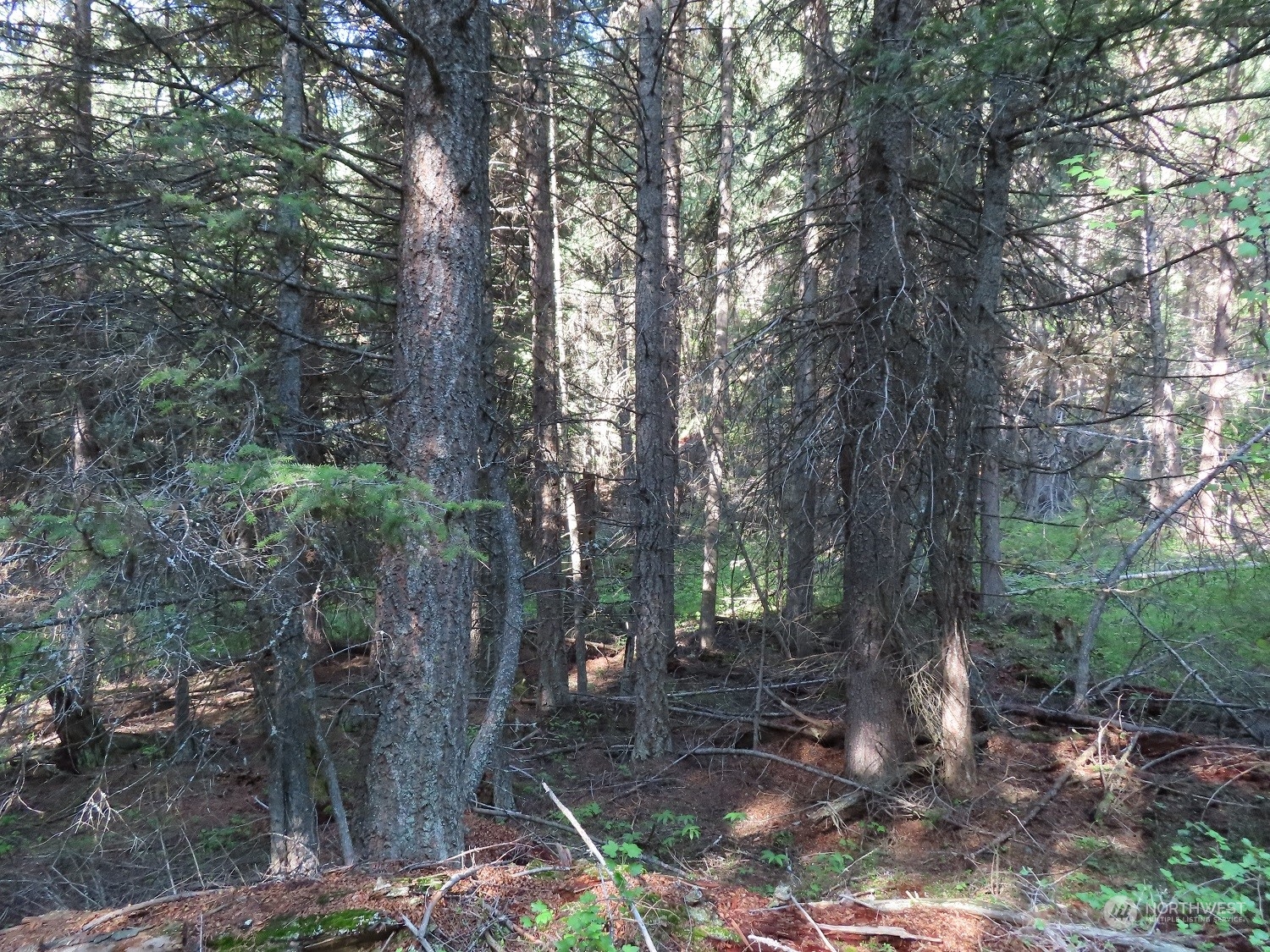 383 Pontiac Ridge Road Oroville, WA 98844 - Photo 22 of 32 a backyard of a house with lots of green space