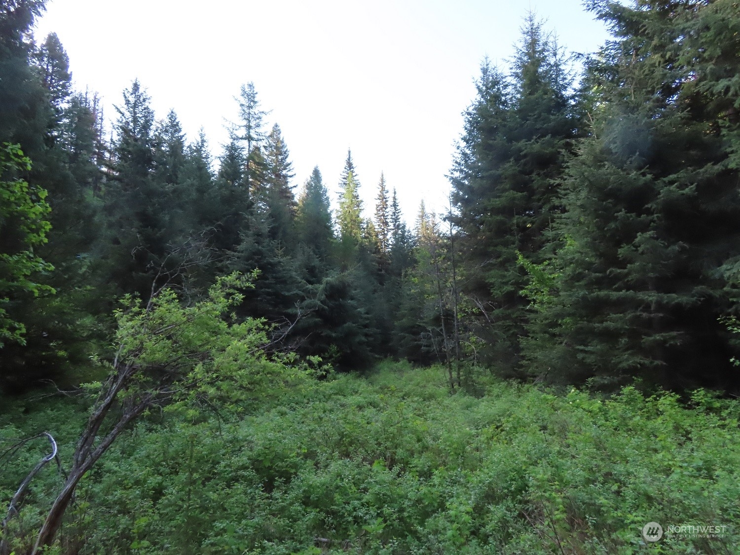 383 Pontiac Ridge Road Oroville, WA 98844 - Photo 23 of 32 a view of a lush green forest with trees in the background