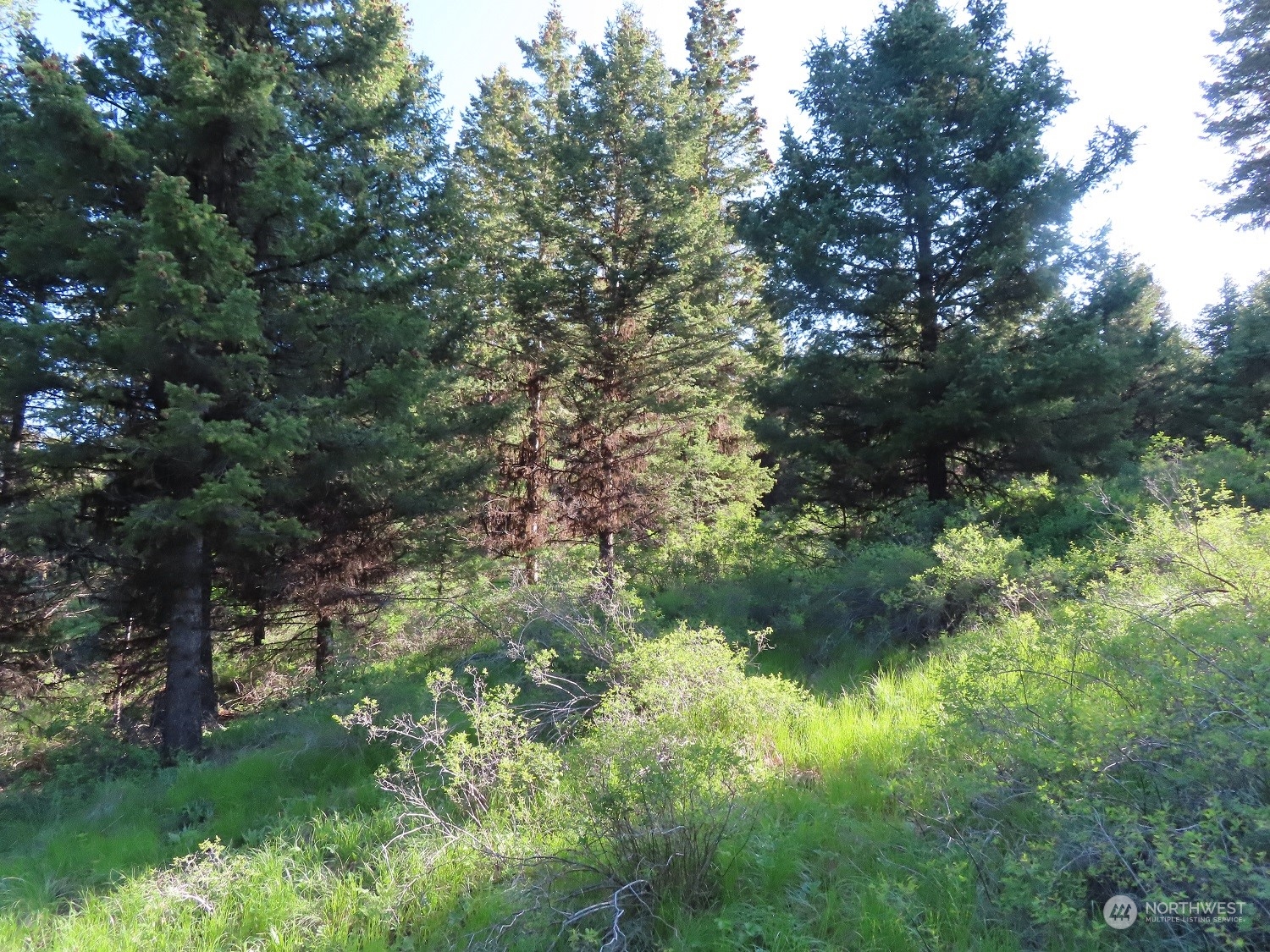 383 Pontiac Ridge Road Oroville, WA 98844 - Photo 24 of 32 a view of a forest
