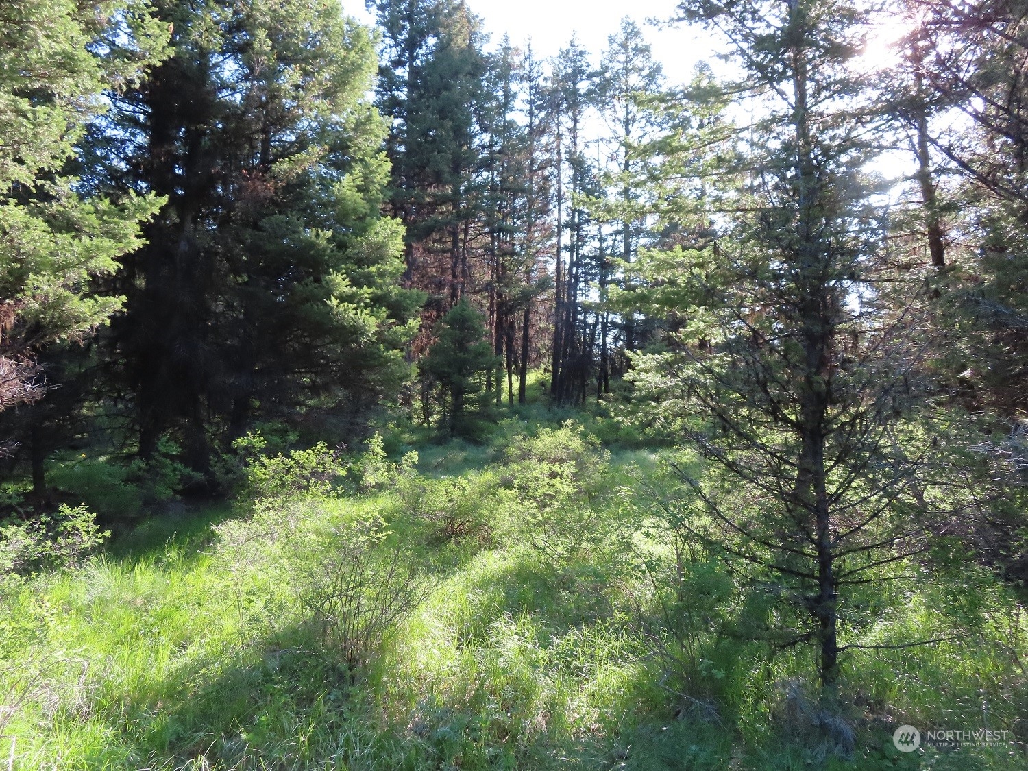 383 Pontiac Ridge Road Oroville, WA 98844 - Photo 25 of 32 a backyard of a house with lots of green space