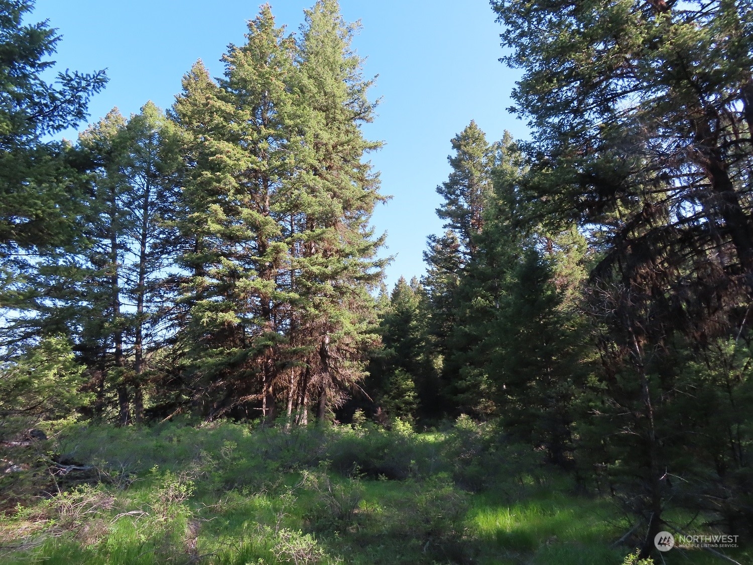383 Pontiac Ridge Road Oroville, WA 98844 - Photo 26 of 32 a view of a lush green forest