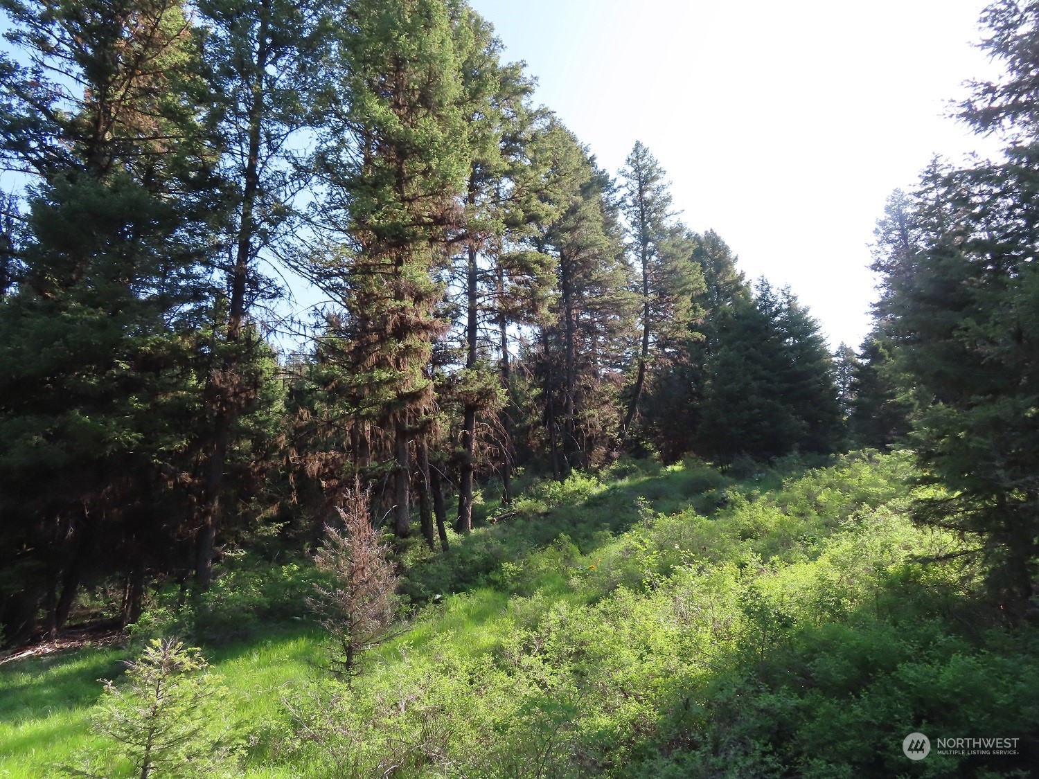 383 Pontiac Ridge Road Oroville, WA 98844 - Photo 27 of 32 a backyard of a house with lots of green space
