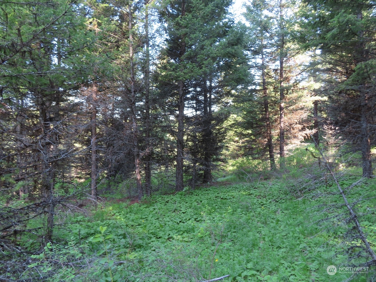383 Pontiac Ridge Road Oroville, WA 98844 - Photo 28 of 32 a view of a trees with a yard