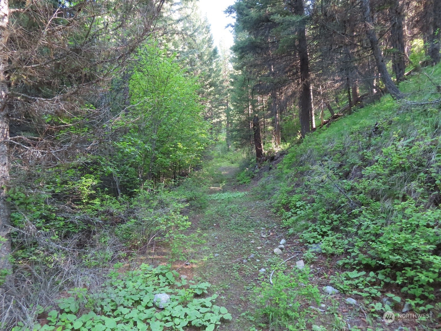 383 Pontiac Ridge Road Oroville, WA 98844 - Photo 31 of 32 a view of a lush green forest