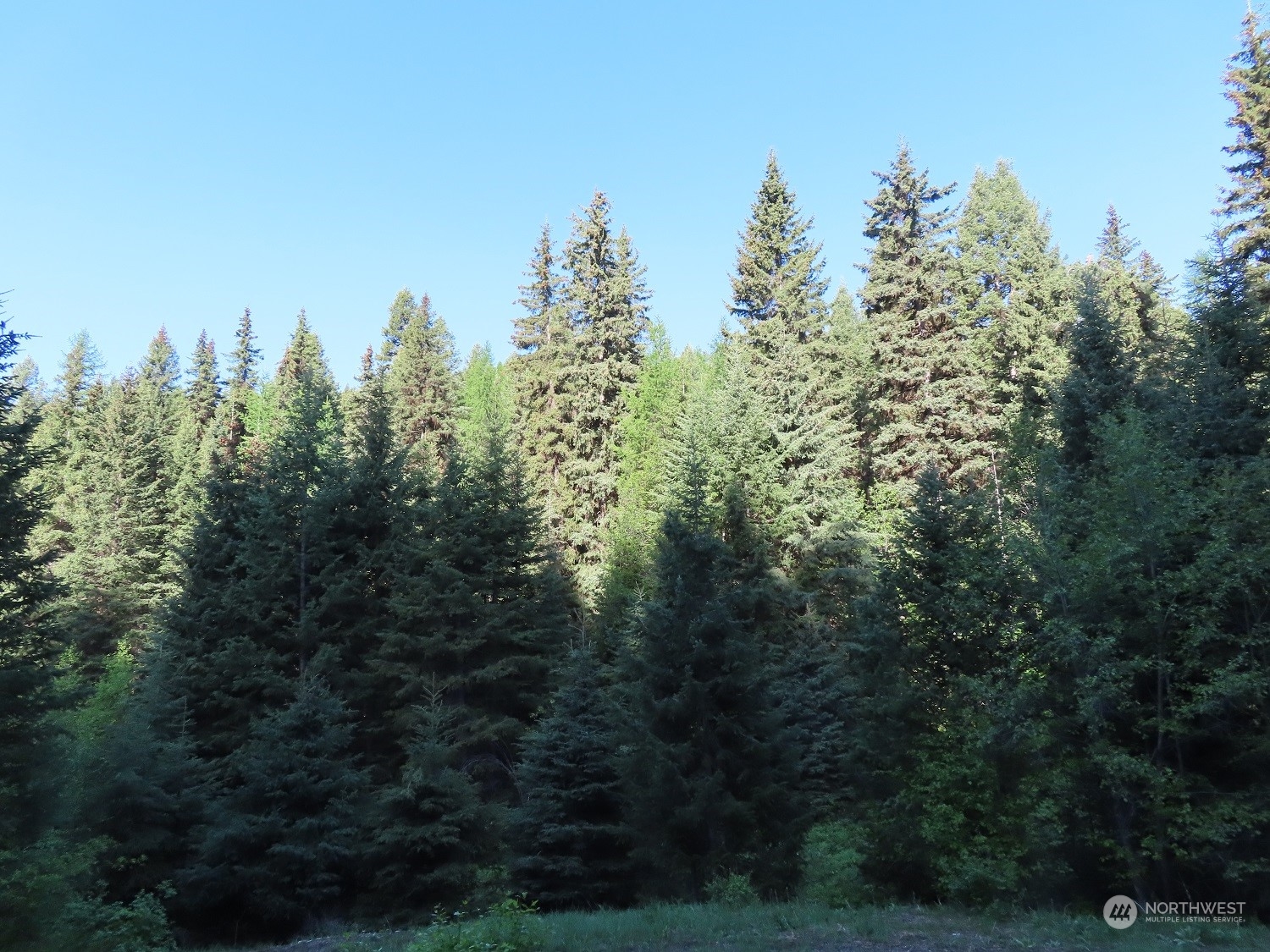 383 Pontiac Ridge Road Oroville, WA 98844 - Photo 32 of 32 a view of a forest with trees in the background
