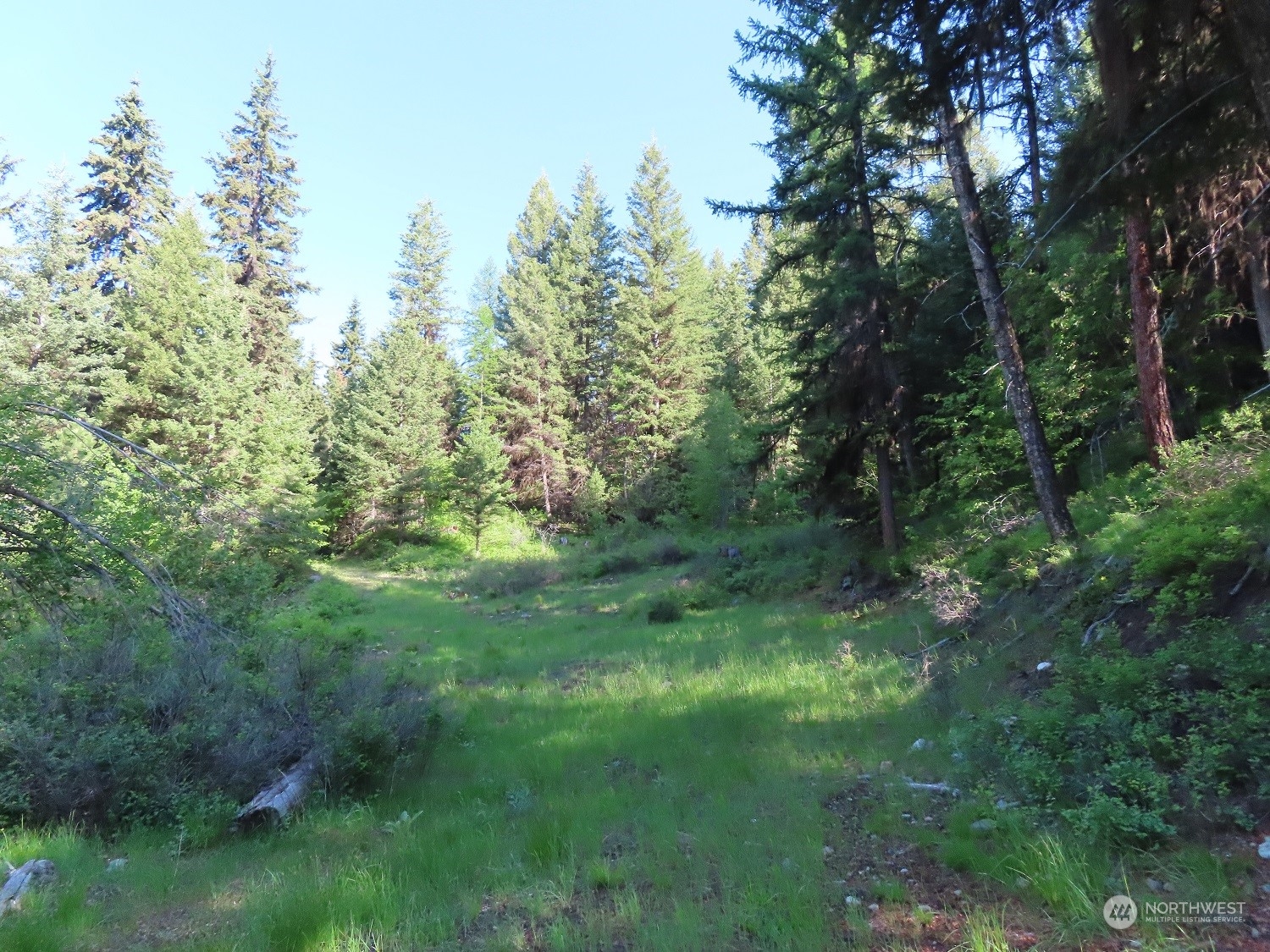 383 Pontiac Ridge Road Oroville, WA 98844 - Photo 4 of 32 a view of a lush green forest