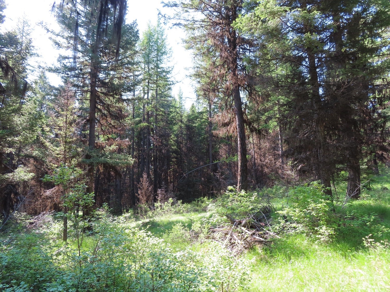 383 Pontiac Ridge Road Oroville, WA 98844 - Photo 5 of 32 a backyard of a house with lots of green space