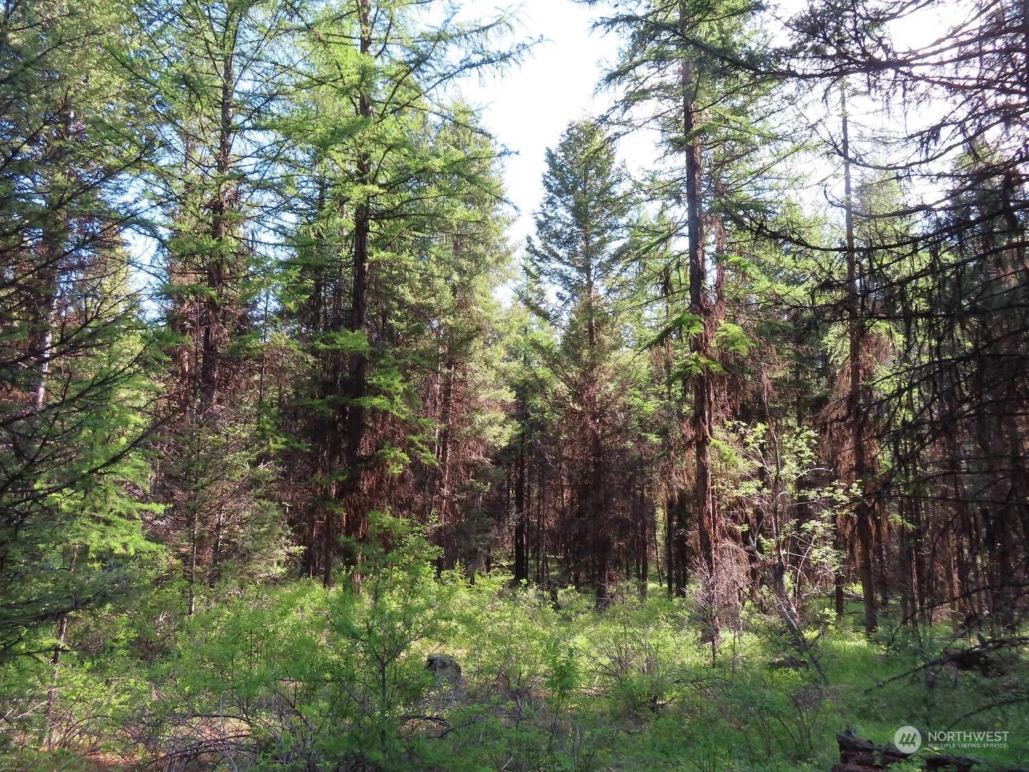 383 Pontiac Ridge Road Oroville, WA 98844 - Photo 6 of 32 a backyard of a house with lots of trees