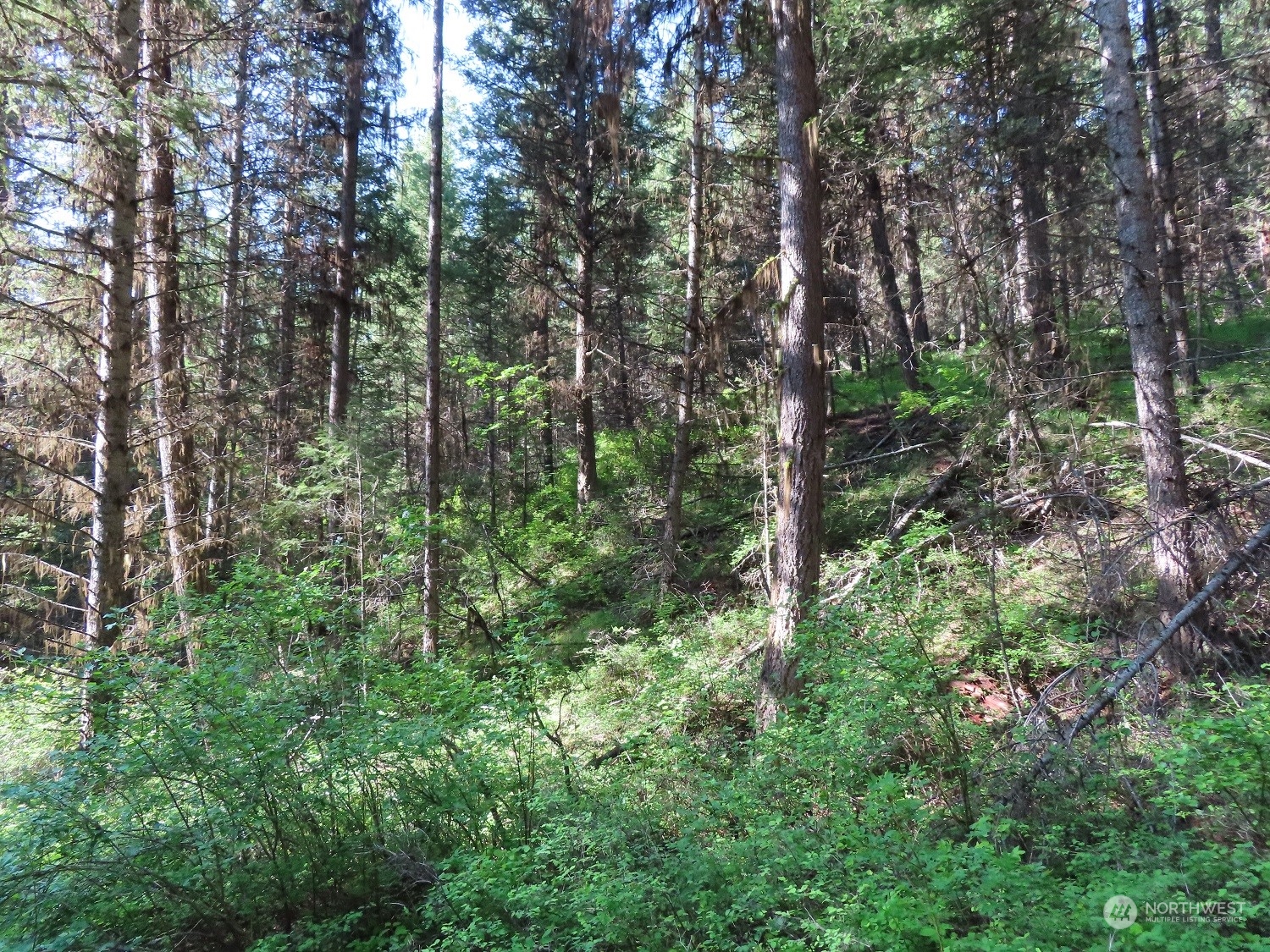 383 Pontiac Ridge Road Oroville, WA 98844 - Photo 7 of 32 a view of a forest with lots of trees