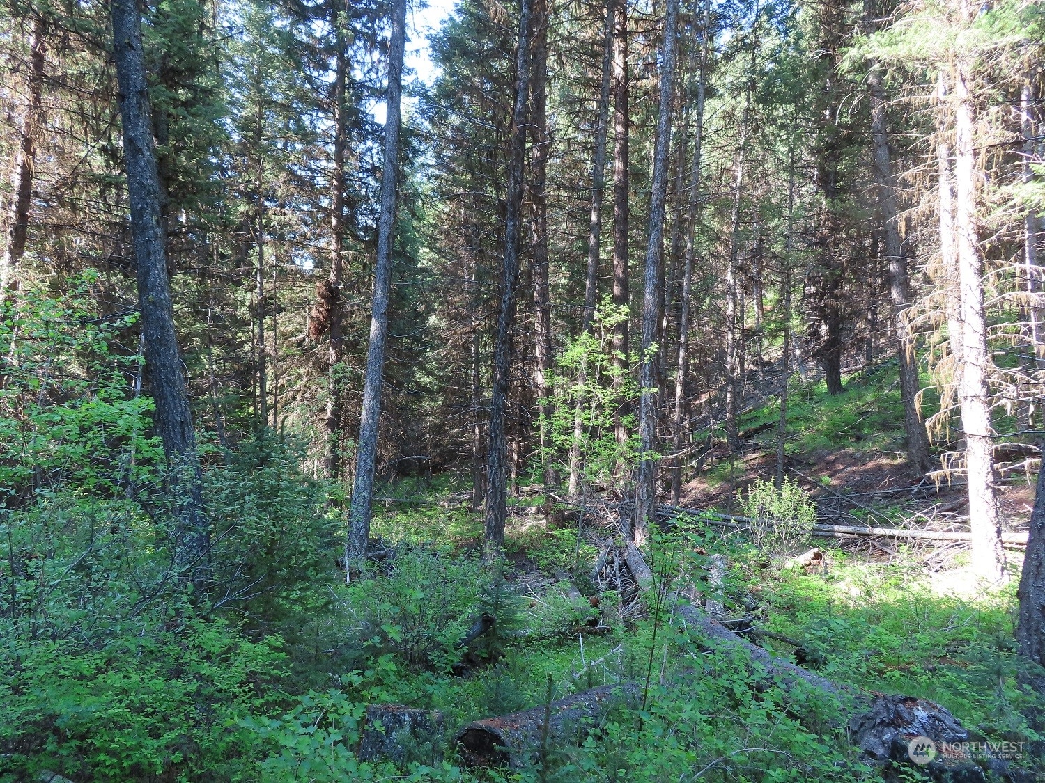 383 Pontiac Ridge Road Oroville, WA 98844 - Photo 8 of 32 a view of forest