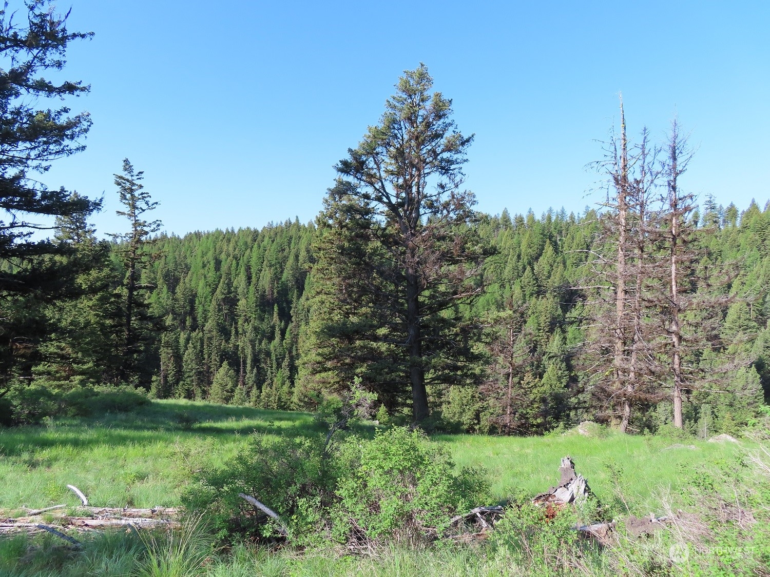 383 Pontiac Ridge Road Oroville, WA 98844 - Photo 9 of 32 a view of a garden with a houses