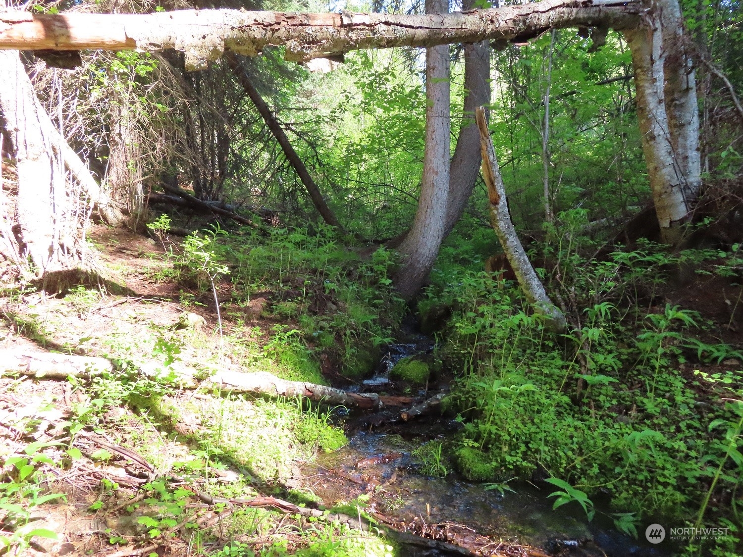 383 Pontiac Ridge Road Oroville, WA 98844 - Photo 10 of 32 a backyard of a house with lots of green space