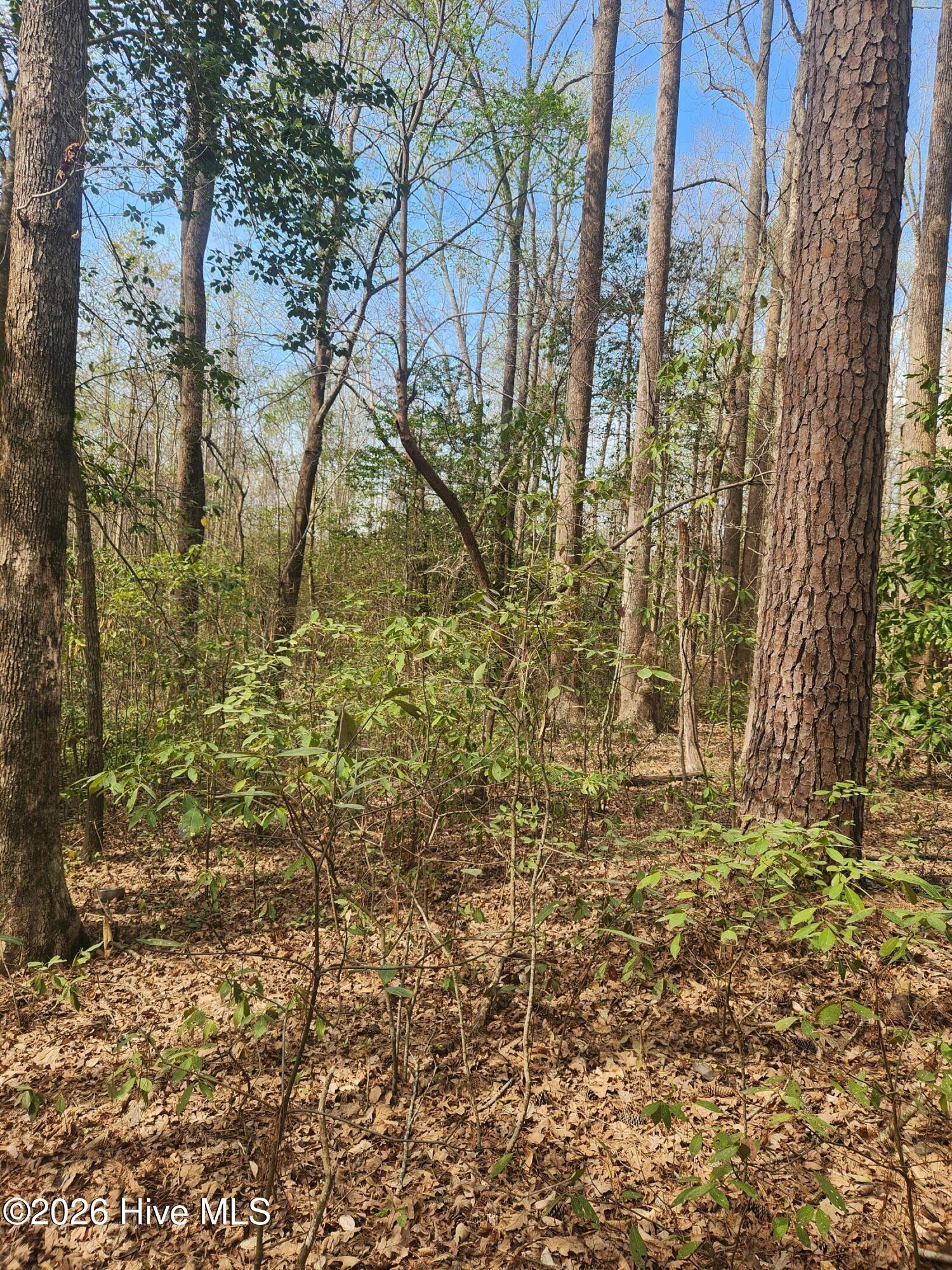 Lot 27 Peed Road Chocowinity, NC 27817 - Photo 5 of 8 20260323_112023