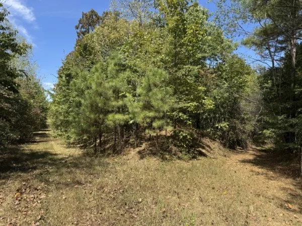 a view of a yard with a tree
