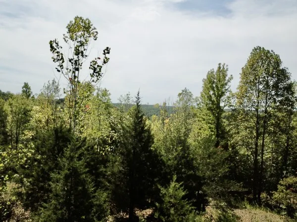 a view of a yard with trees