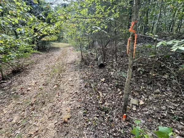 a view of a dry yard with trees
