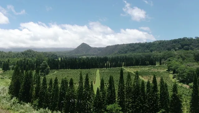 a view of a park with large trees