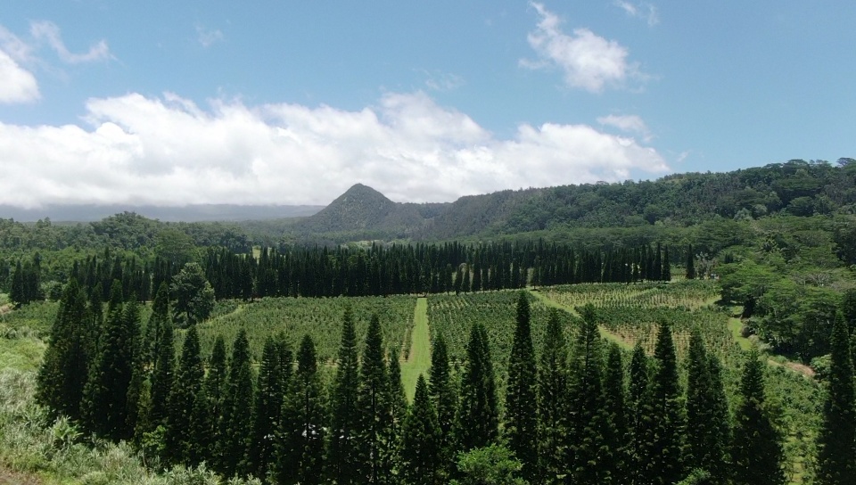 19 Lot Pahala, HI 96777 - Photo 12 of 22 a view of a city with lush green forest