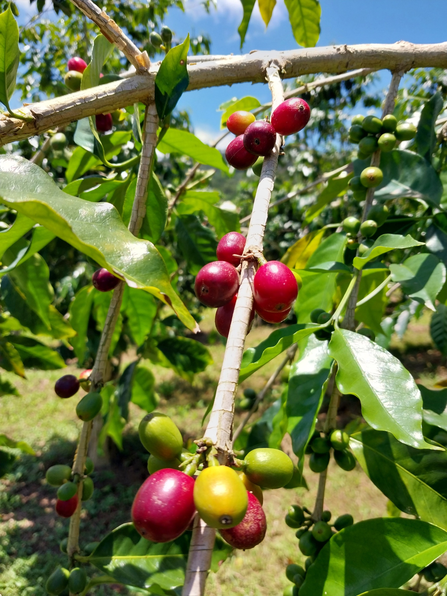 19 Lot Pahala, HI 96777 - Photo 21 of 22 a view of a plant