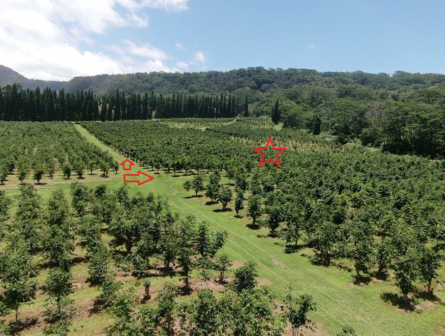 19 Lot Pahala, HI 96777 - Photo 22 of 22 a view of a lush green field with a tree in the background