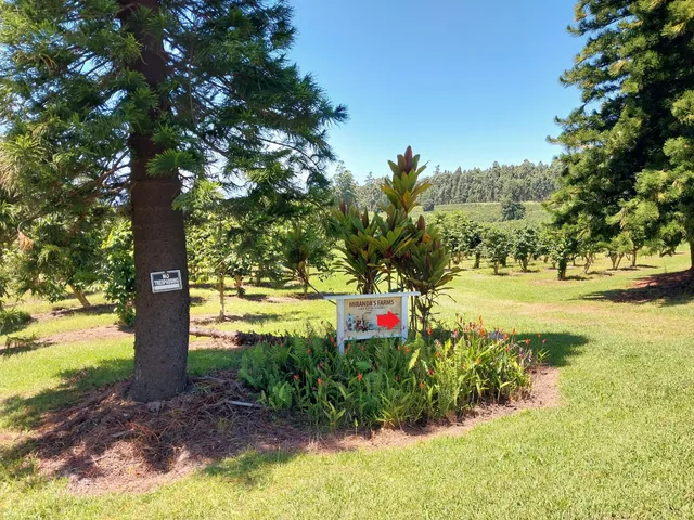 a view of a yard with plants and trees
