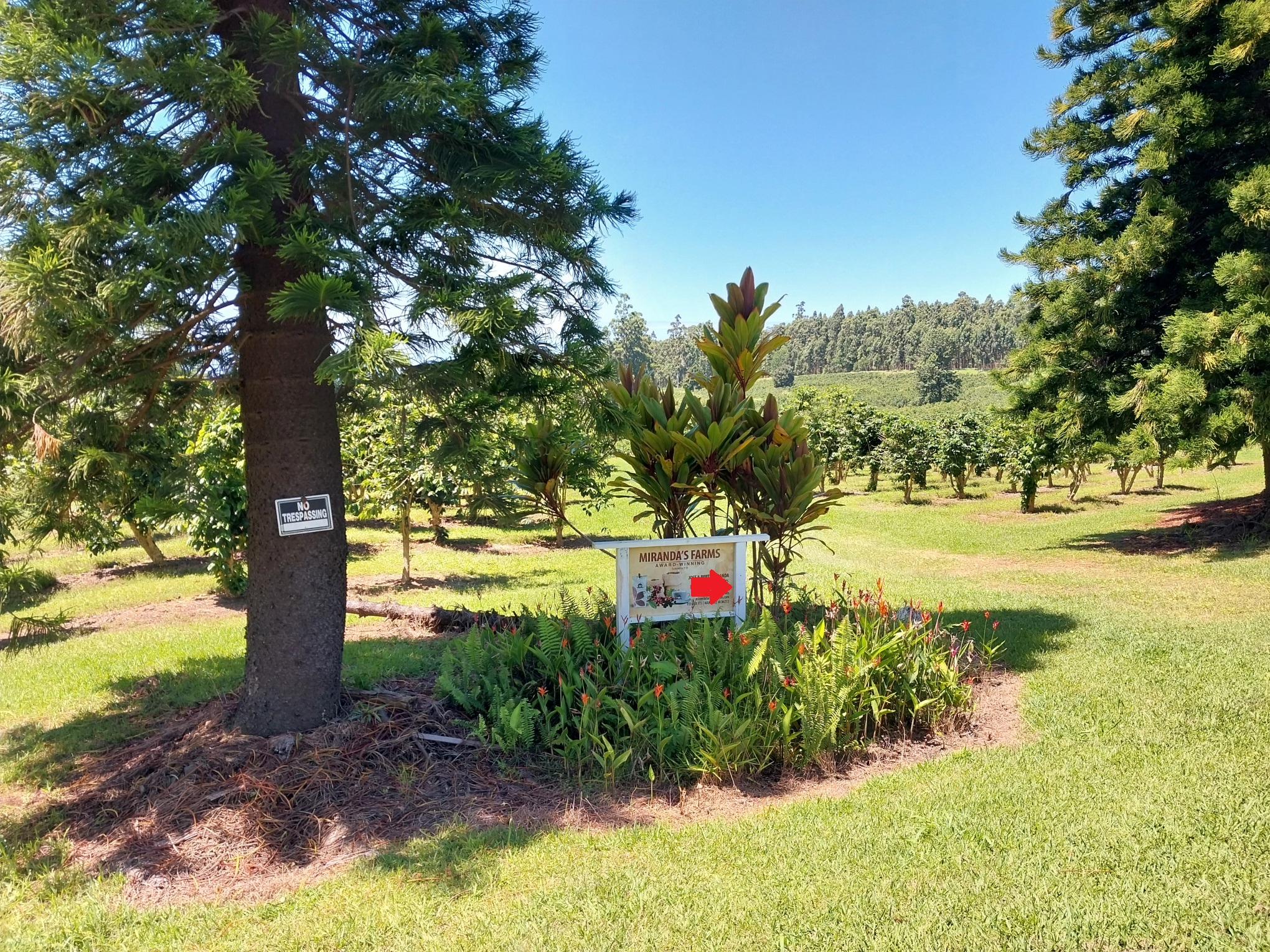 19 Lot Pahala, HI 96777 - Photo 8 of 22 a front view of a house with a yard and tree