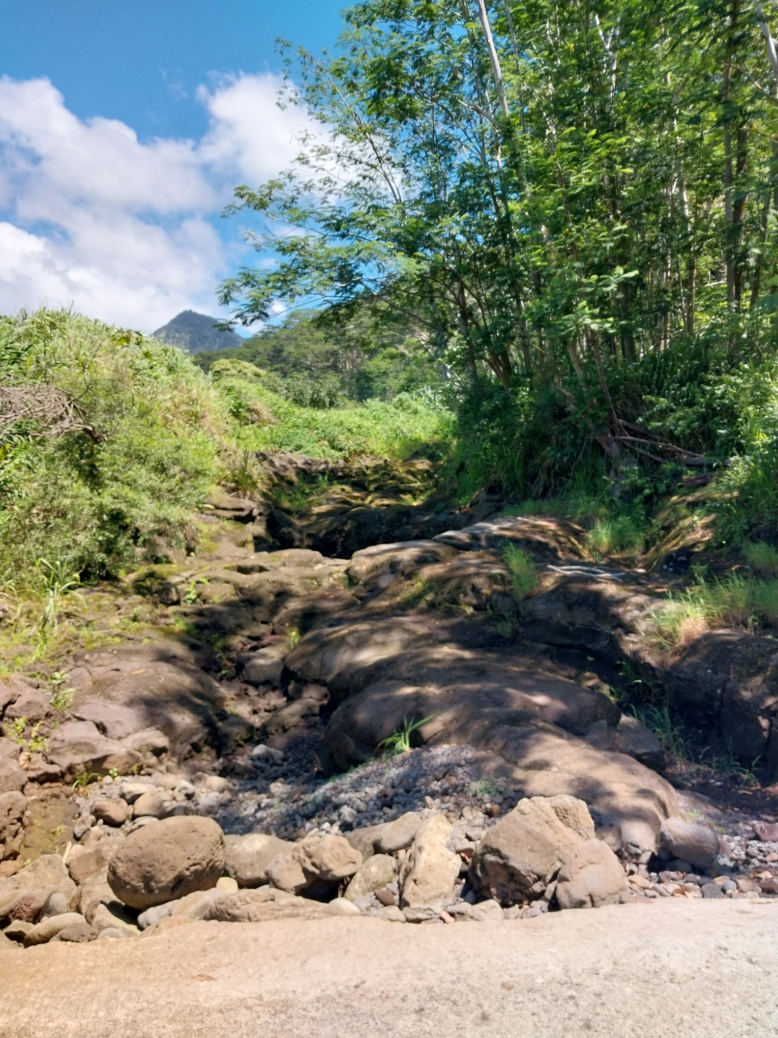 19 Lot Pahala, HI 96777 - Photo 10 of 22 a view of a yard with plants and trees