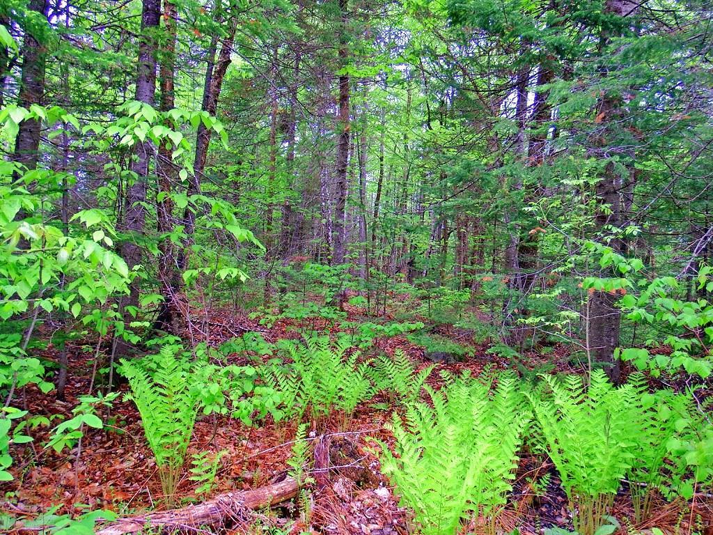 Lot 6-2 Bangor Road Linneus, ME 04730 - Photo 13 of 21 Photo