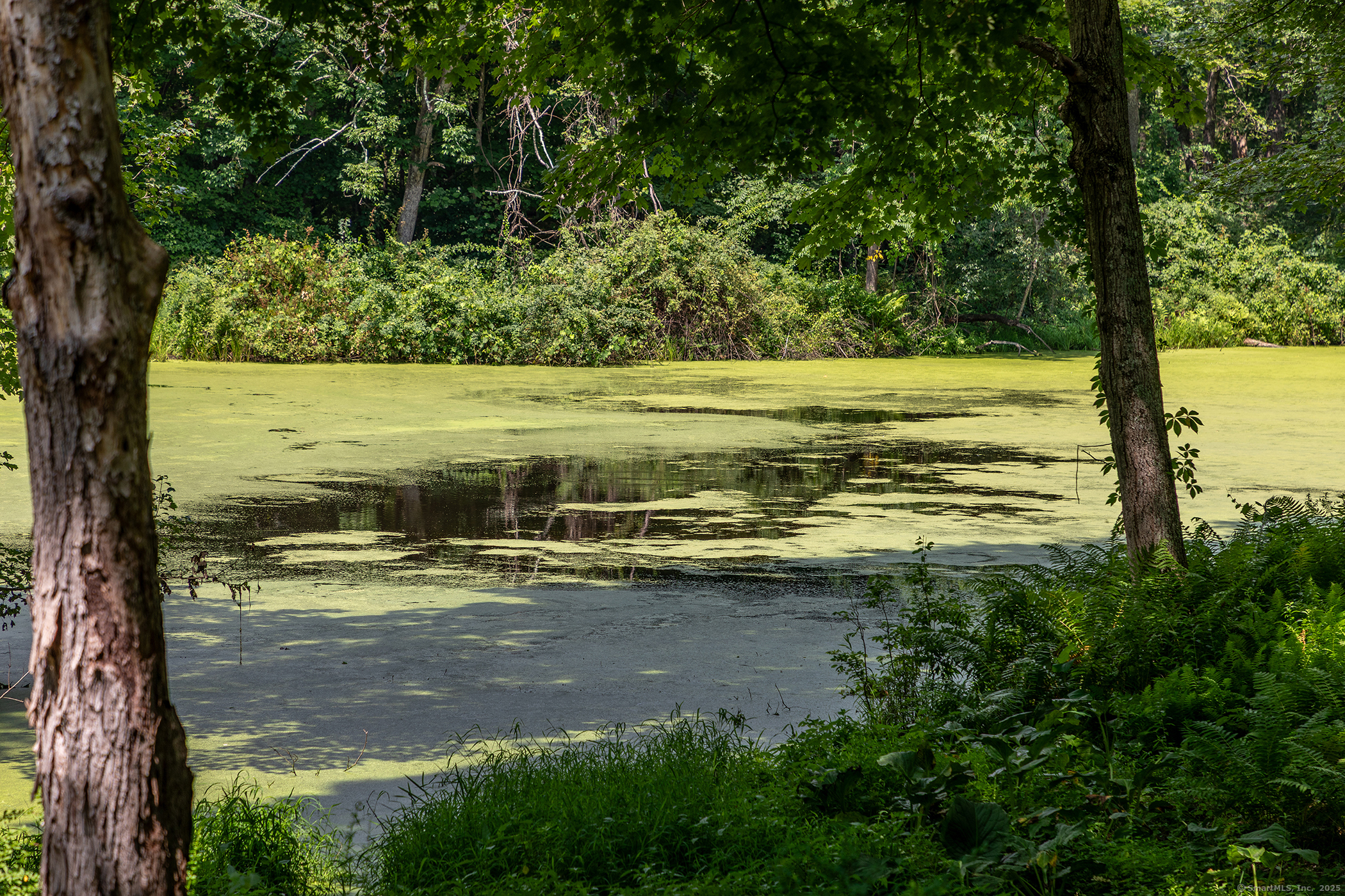 359 Nettleton Hollow Road Washington, CT 06793 - Photo 31 of 31 a view of a yard with a large tree