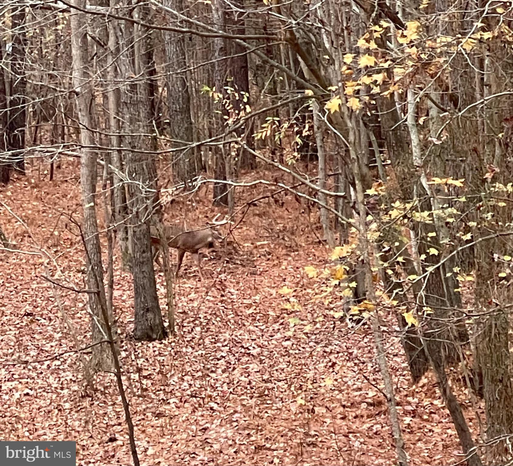 0 Hooper Neck Road Madison, MD 21648 - Photo 124 of 129