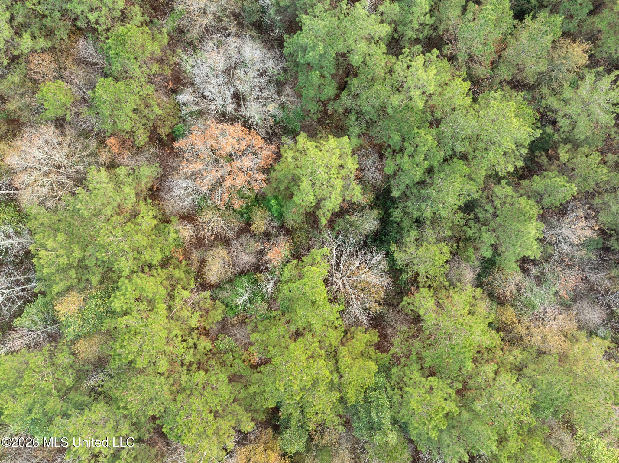 83.50-acre 83.50-acre Carter Guthrie Road Moselle, MS 39459 - Photo 12 of 17 25_00_Guthrie_Carter_Rd-26