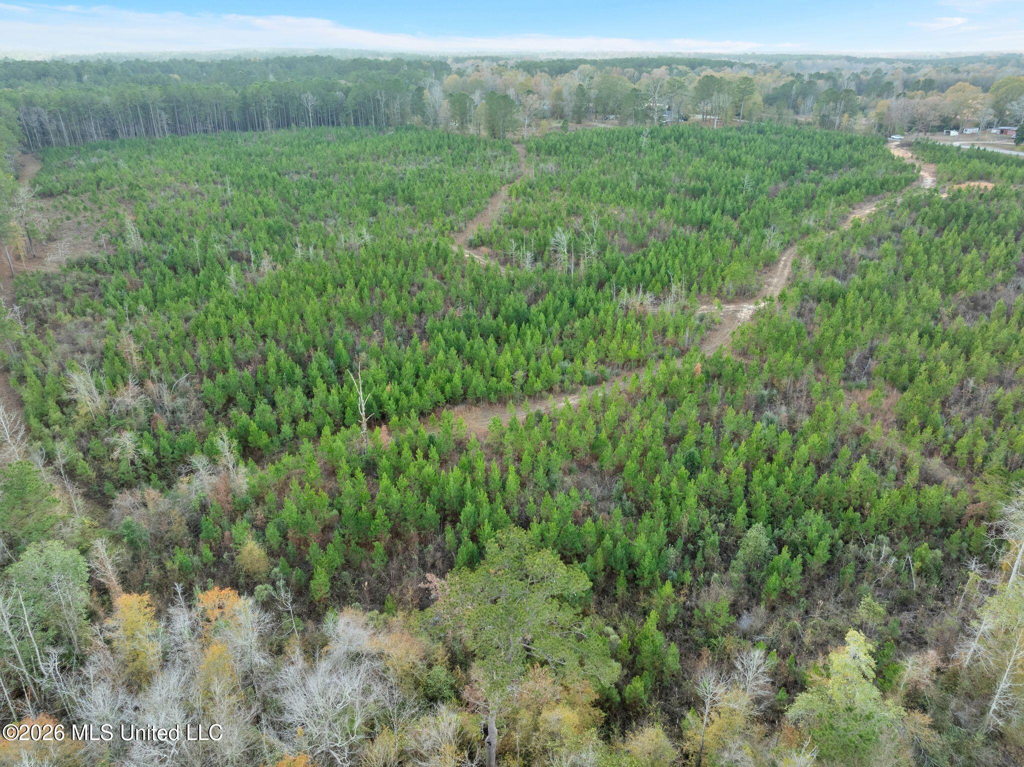 83.50-acre 83.50-acre Carter Guthrie Road Moselle, MS 39459 - Photo 6 of 17 19_00_Guthrie_Carter_Rd-20