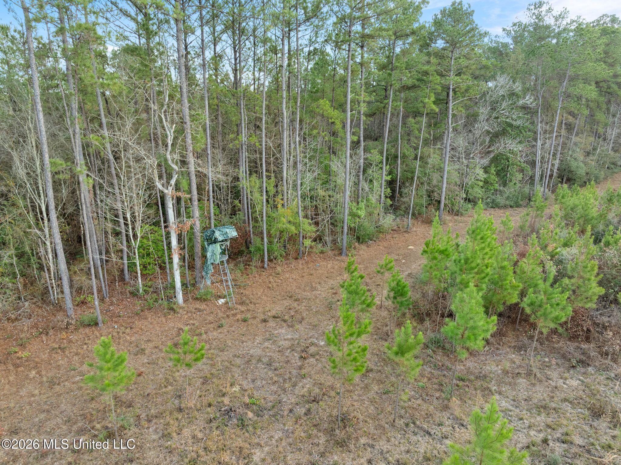 83.50-acre 83.50-acre Carter Guthrie Road Moselle, MS 39459 - Photo 7 of 17 20_00_Guthrie_Carter_Rd-21