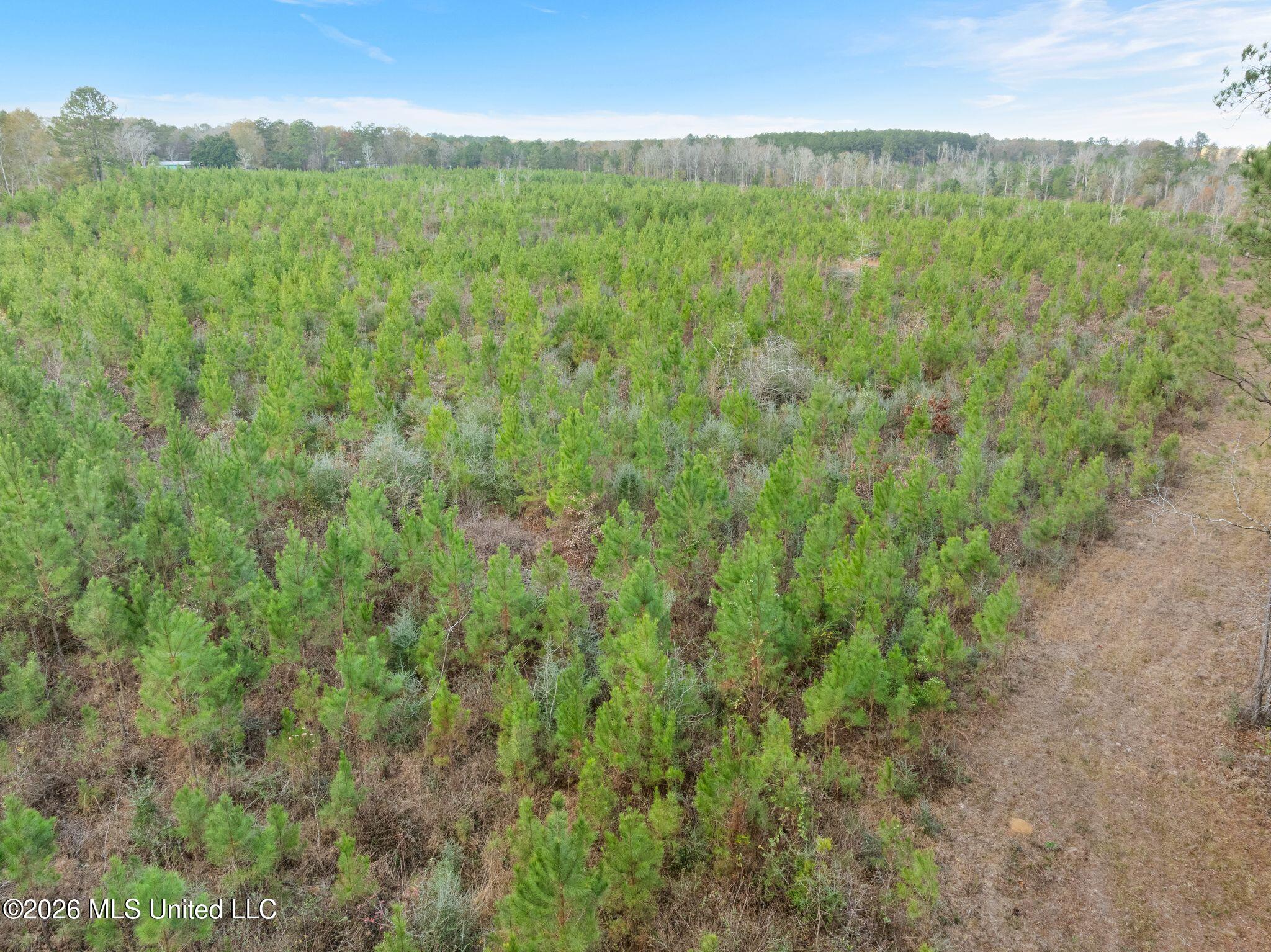 83.50-acre 83.50-acre Carter Guthrie Road Moselle, MS 39459 - Photo 8 of 17 21_00_Guthrie_Carter_Rd-22