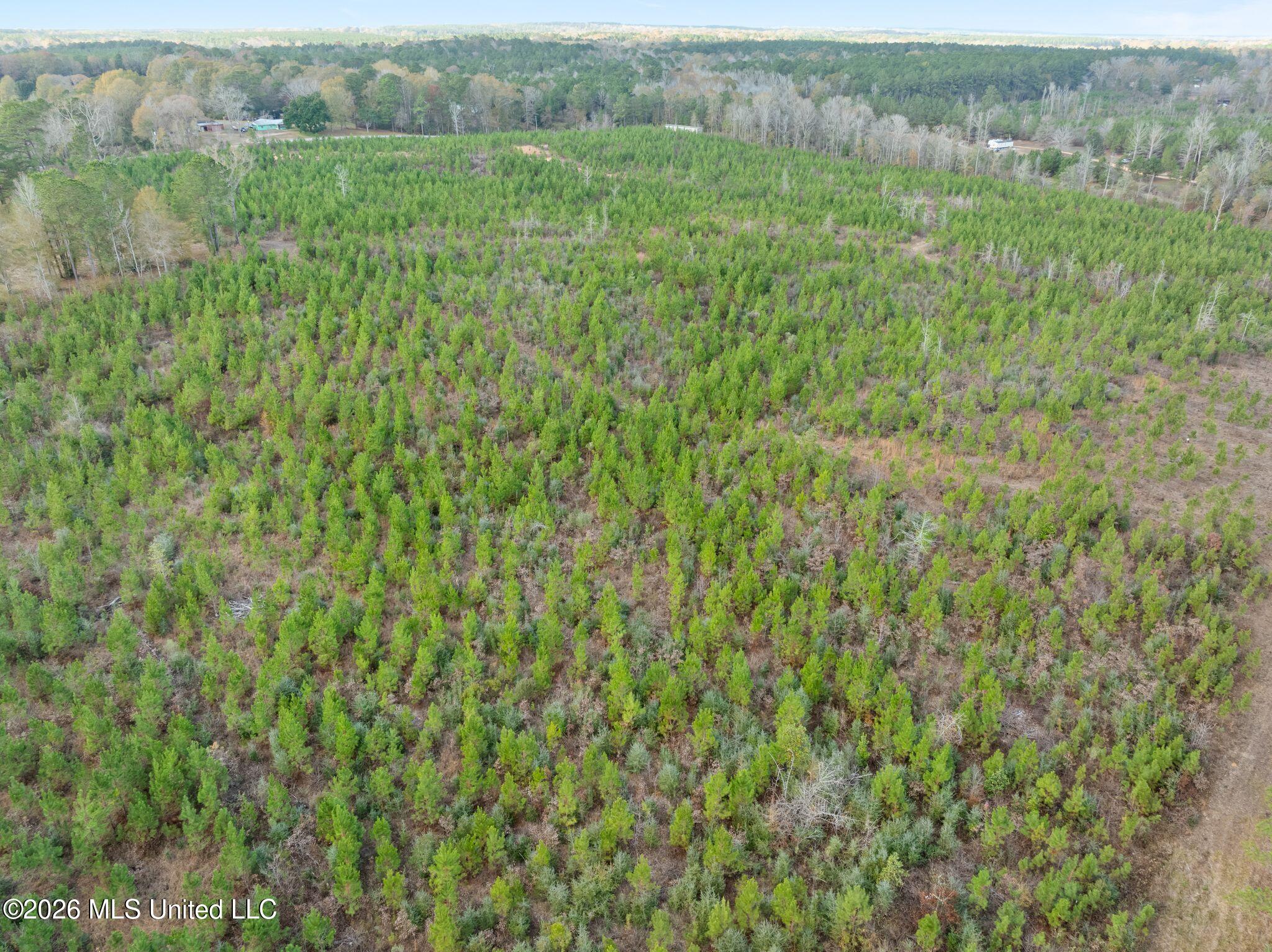 83.50-acre 83.50-acre Carter Guthrie Road Moselle, MS 39459 - Photo 9 of 17 22_00_Guthrie_Carter_Rd-23