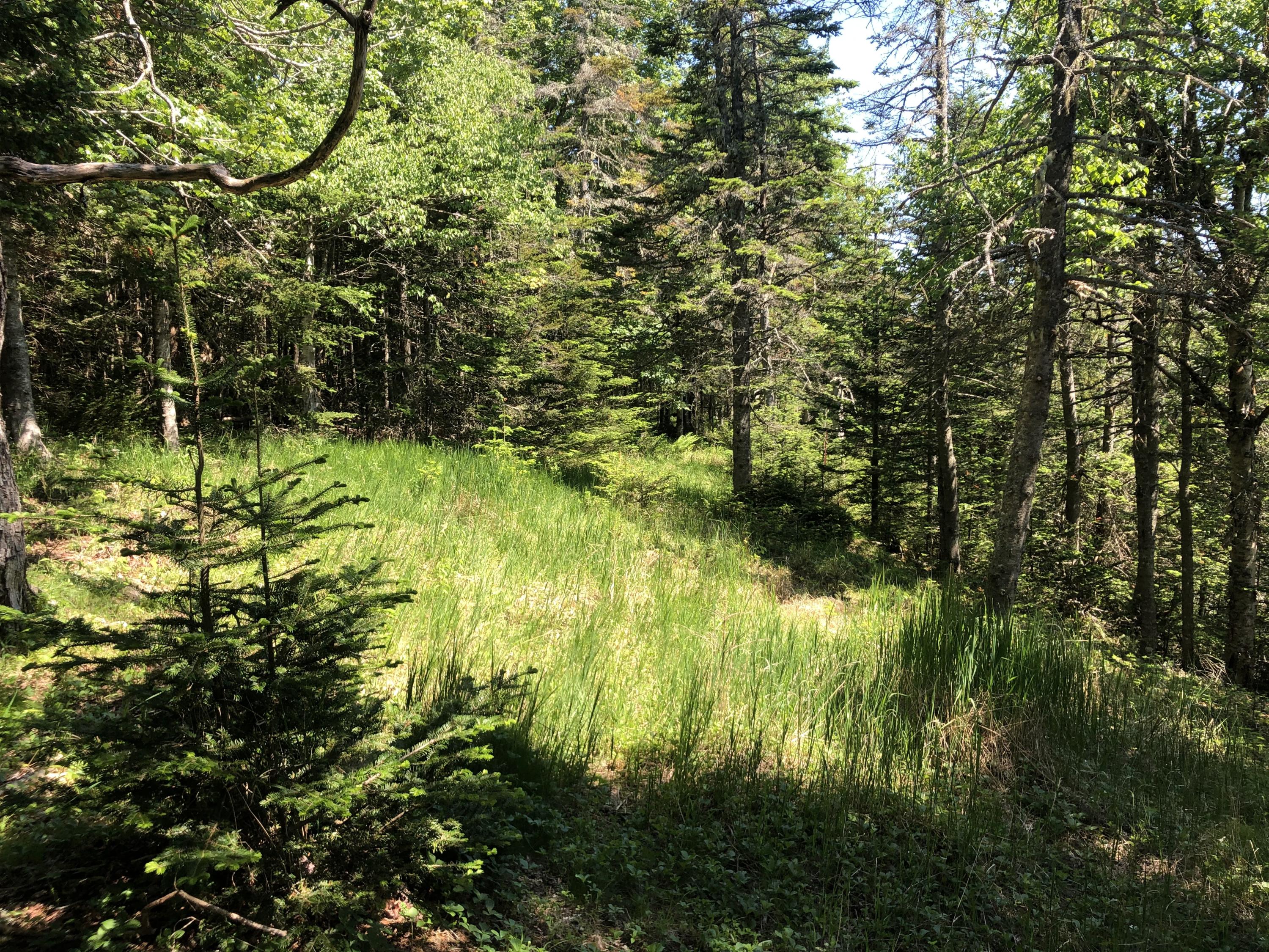 18 Collins Cove Road Machiasport, ME 04655 - Photo 2 of 8 Lot 18